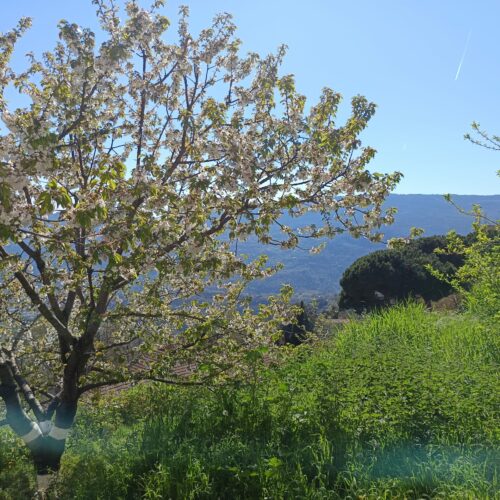 Vue arbre fleuri Berre-les-Alpes