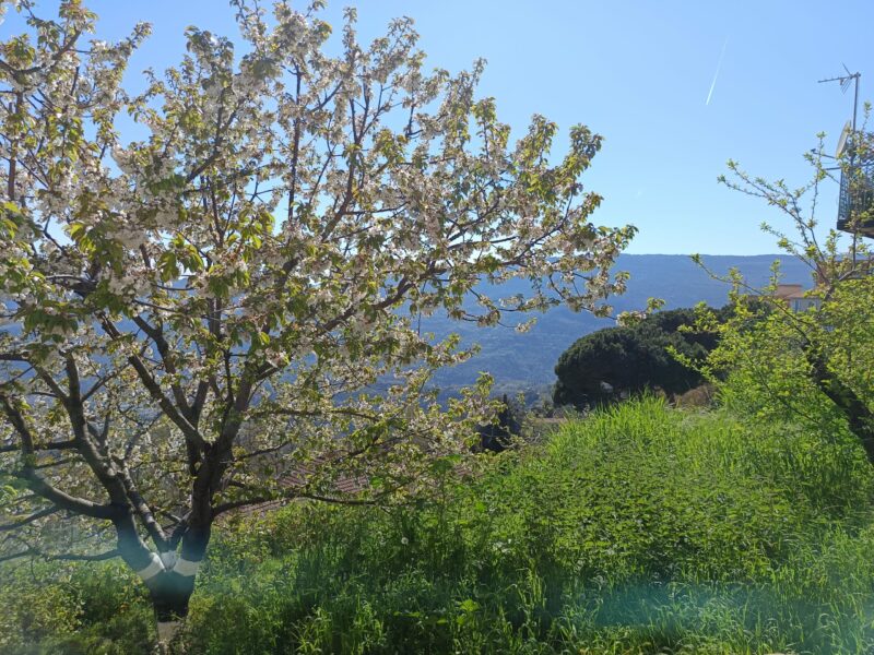 Vue arbre fleuri Berre-les-Alpes